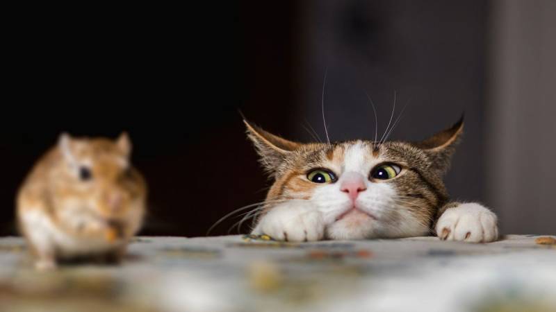 Mơ thấy mèo bắt chuột